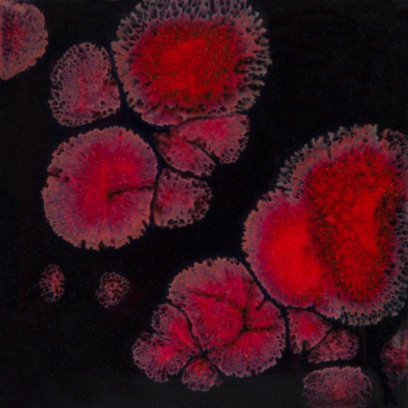 CG-779 Black Opal